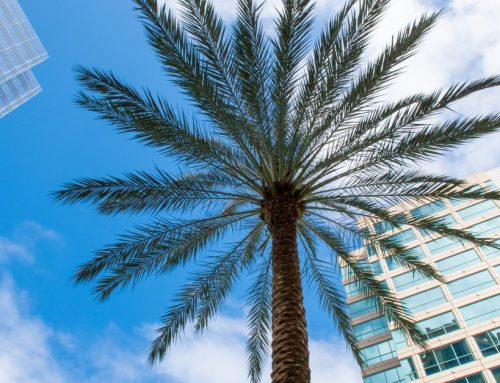 Boca Raton SEO Services: How Local Businesses Win Real Online Visibility in 2026